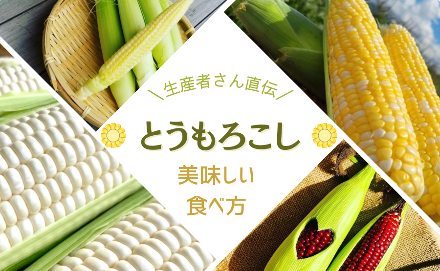 生」もおすすめ⁉︎生産者さん直伝👀✨ジューシーな︎旬のとうもろこしを美味しく味わう方法🌽 | 農家漁師から産地直送の通販 ポケットマルシェ