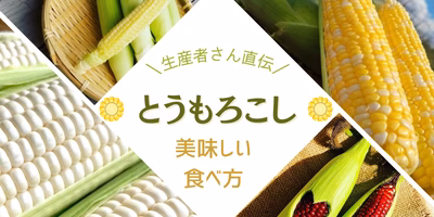「生」もおすすめ⁉︎生産者さん直伝👀✨ジューシーな︎旬のとうもろこしを美味しく味わう方法🌽