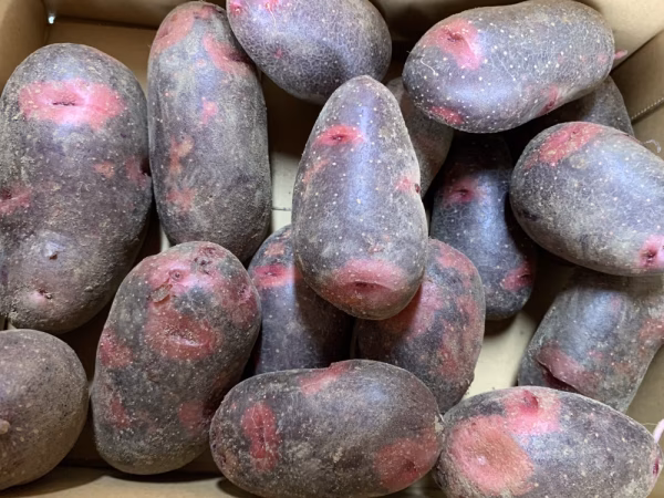 晴れの国育ちデストロイヤー(約２kg）