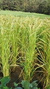 手しごと、おだ掛け、肥料農薬不使用、自家採種のさっぱり系玄米です