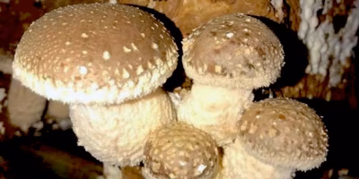 もう「農業不適地」とは言わせない！「菌床きのこ栽培」で八丈島に新産業を興す農家さんの思いを聞きました。