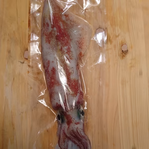 一本釣りで採った！急速冷凍した剣先イカ