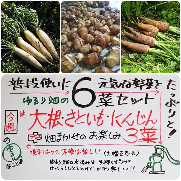 ～12/14ゆるり畑の週替り６菜セット【農薬不使用冷蔵便】