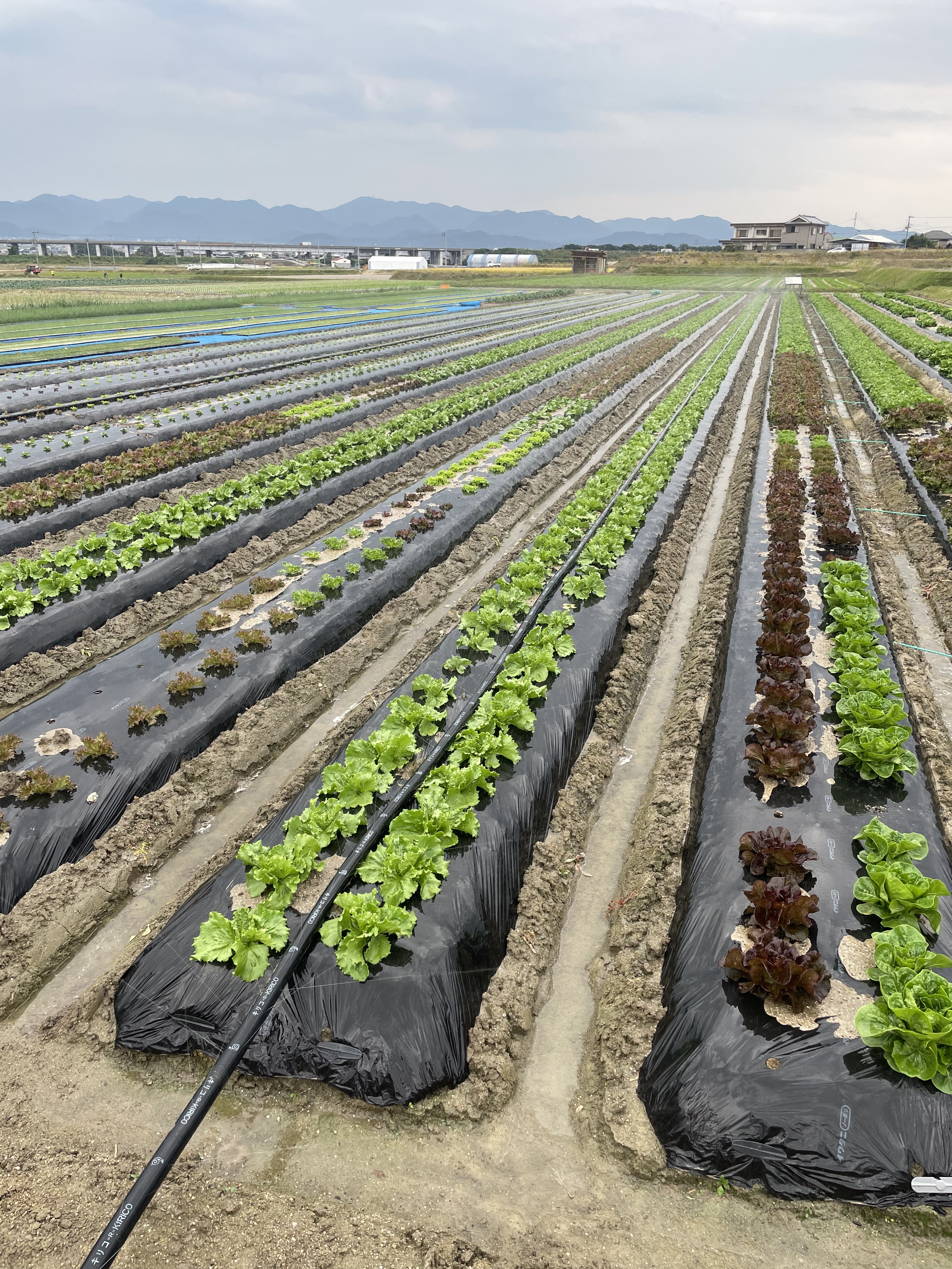 淡路島からの野菜6種❣️お任せセット(^-^)v❣️ 100サイズ6種お任せセット