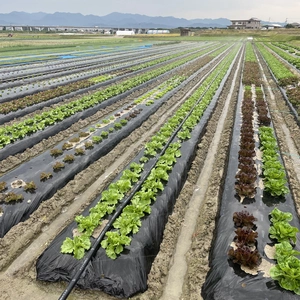 淡路島からの野菜6種大容量❣️お任せセット(^-^)v❣️