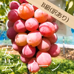 山形の自然で愛情を注ぎ込んだ種無しぶどう『安芸クイーン』B級※9/13頃から〜