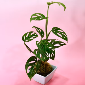苔玉　マドカズラ
