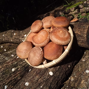 ○がぶっとくいつけ○ 原木生しいたけ