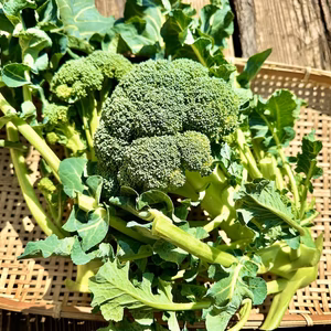 【日付け指定不可】でかすぎぃ！！雅ブロッコリー【１０日間以内に発送】