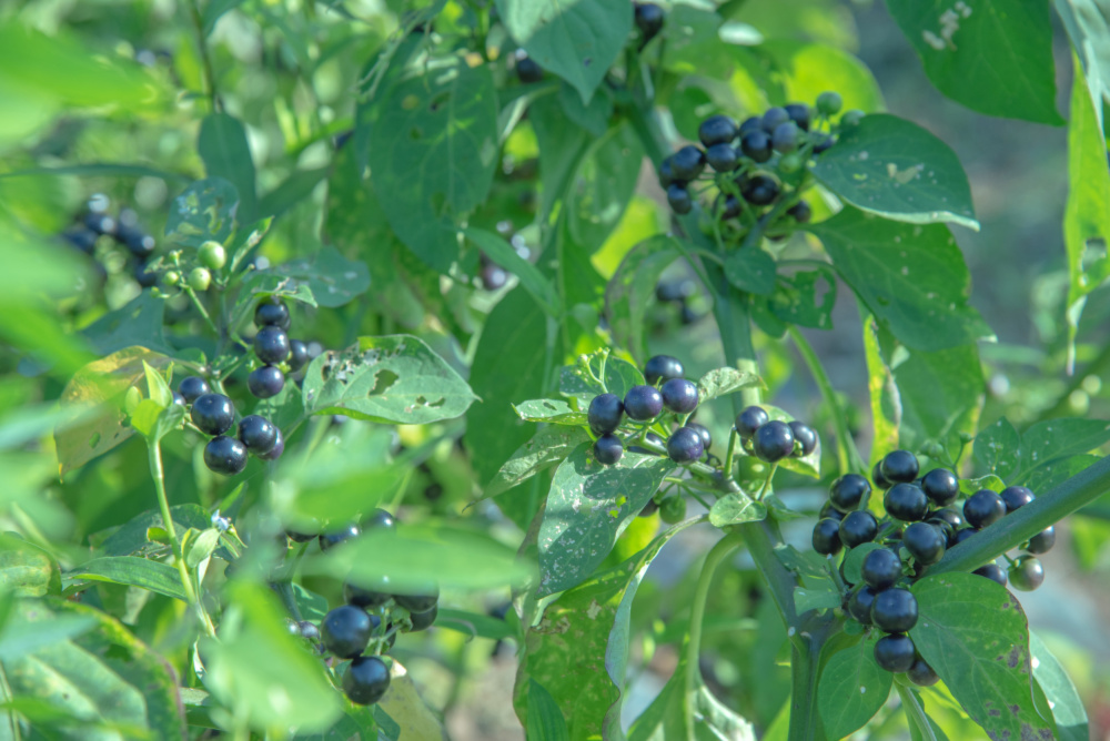 クセになる美味しさ ジャムに加工して美味しいです 自然栽培 ハックルベリー 農家漁師から産地直送の通販 ポケットマルシェ