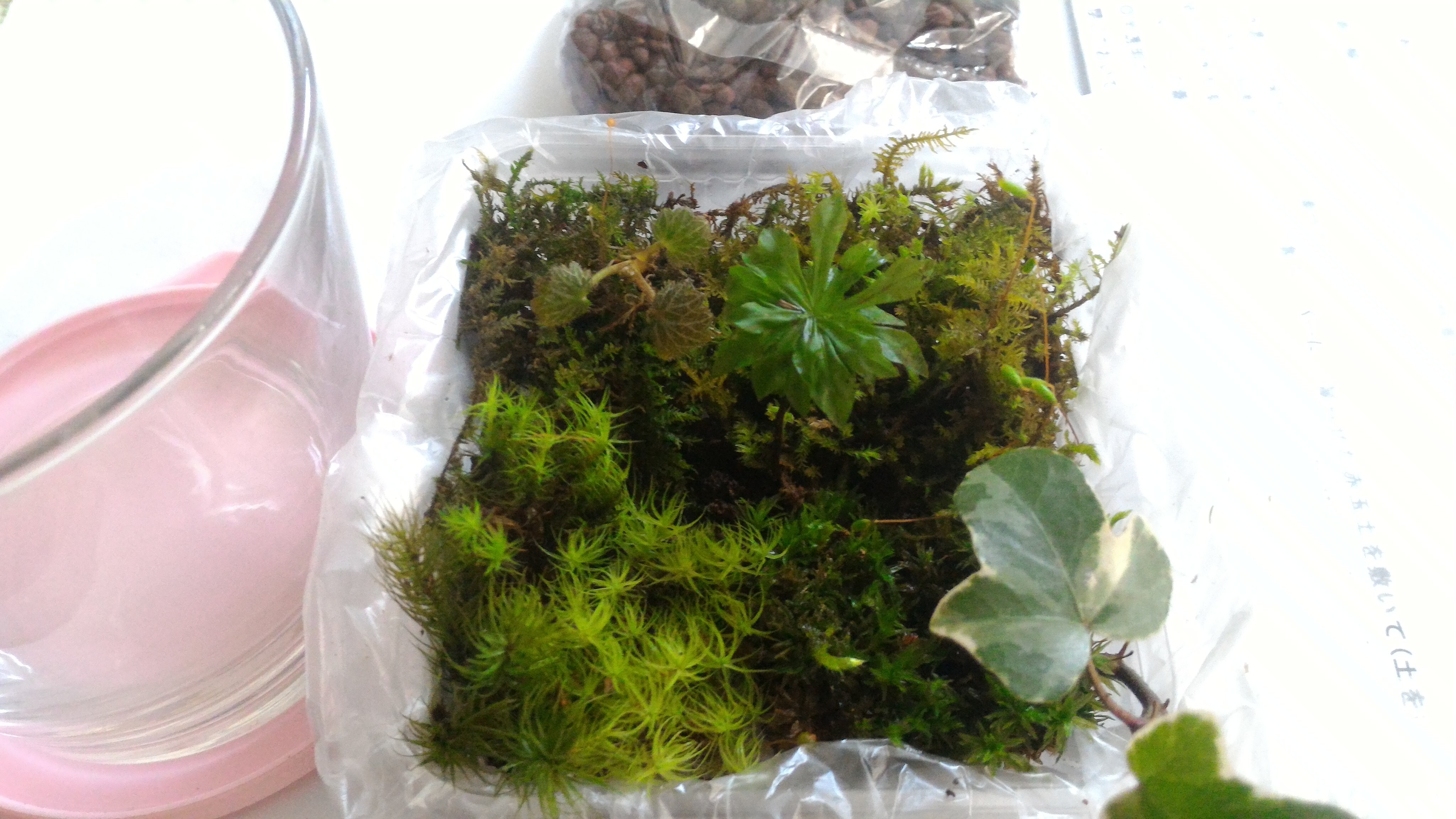 体験型キット はじめての苔テラリウム作りセット 直径約９cmガラスポット 農家漁師から産地直送の通販 ポケットマルシェ