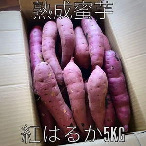 低温熟成保管‼茨城県産紅はるかＭ～Ｌサイズ混合５㎏　さつまいも　サツマイモ