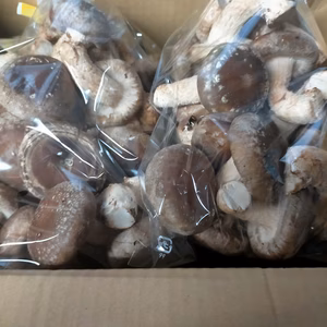 常温・特選別丸玉 A品(直径6cm以下) どんこ椎茸 