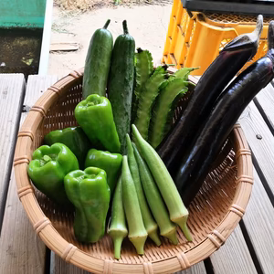 朝採り直送、季節の露地野菜セット(農薬不使用)