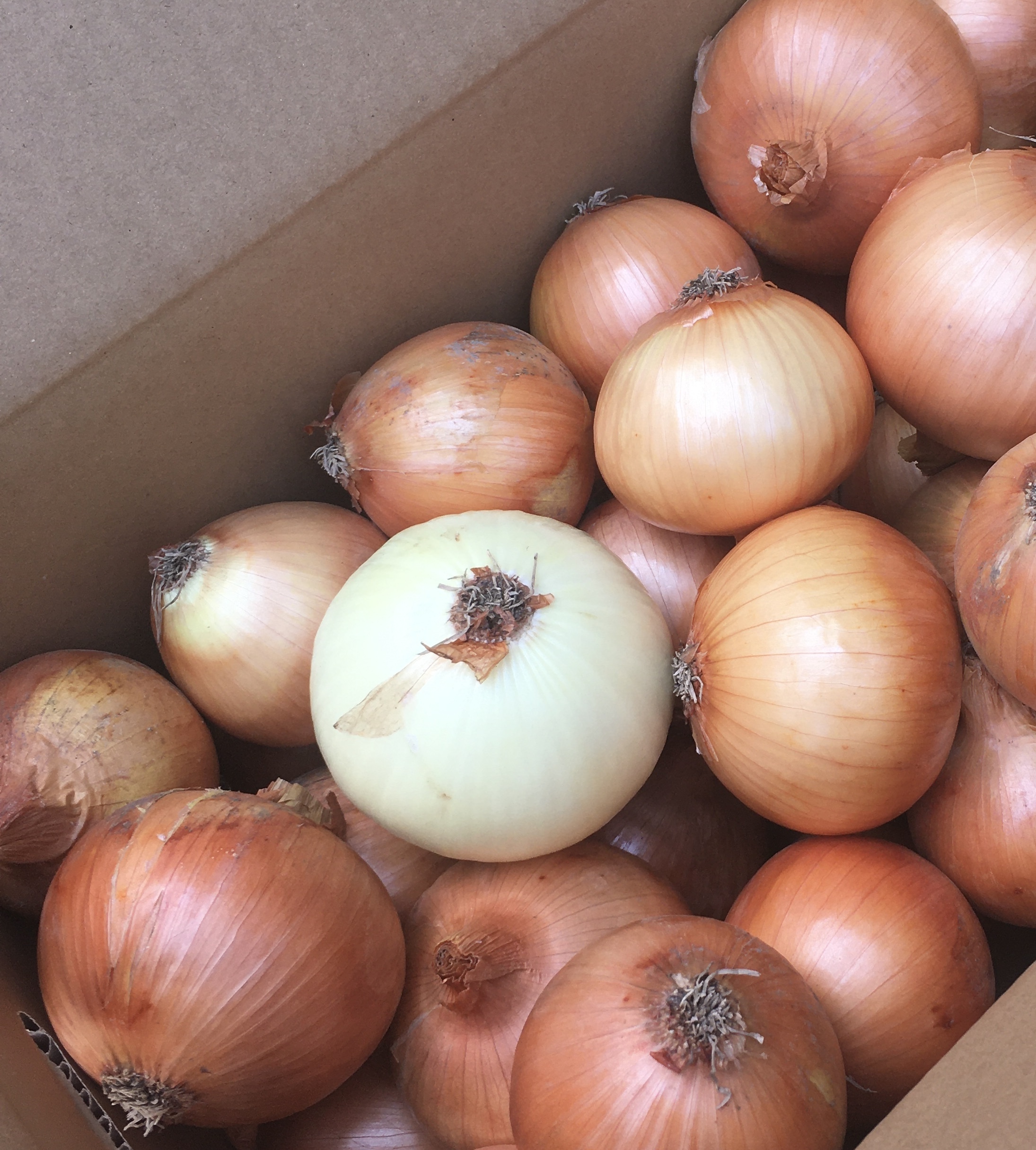 カツラギ農園 淡路島産玉ねぎ 訳あり 農家漁師から産地直送の通販 ポケットマルシェ