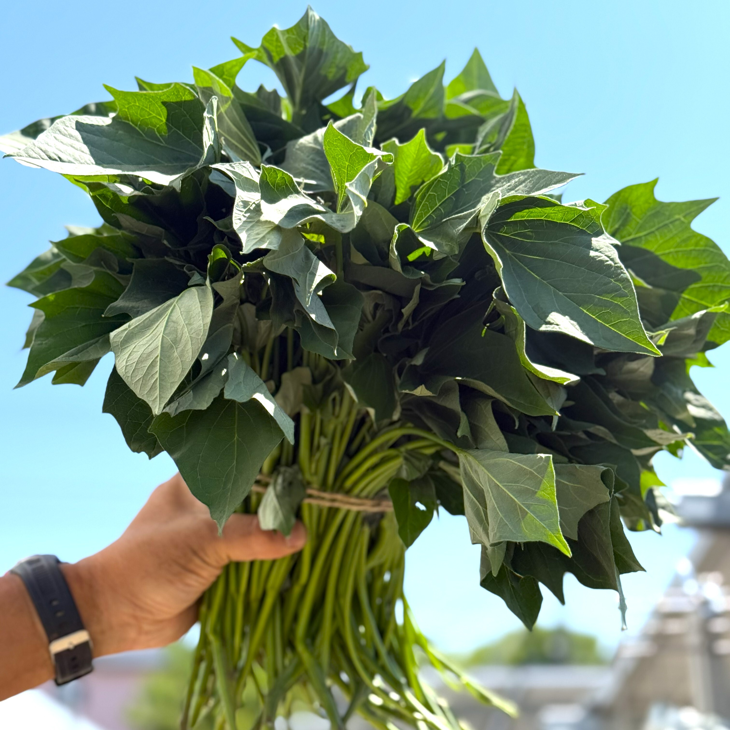 ふくむらさき さつまいも【苗】茨城県産 ＜6月上旬～発送＞｜苗・栽培