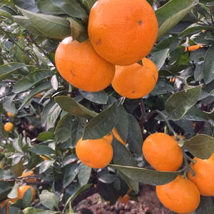 愛媛県八幡浜産 早生みかん5kg 2Sサイズ 送料込2800円