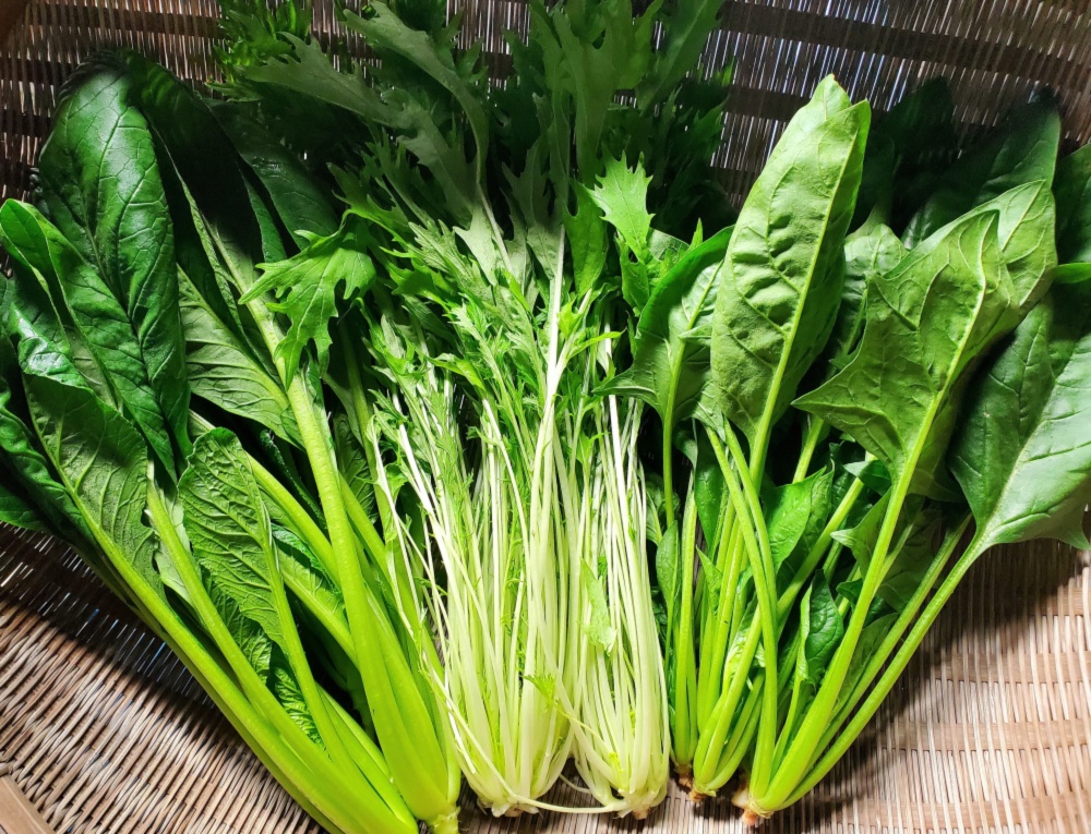 ほうれん草、小松菜、水菜 定番有機野菜セット ※おまけ付き｜野菜