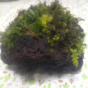 【溶岩】【苔盆栽】【直径約１８cm×約１１cm 高さ約７cm】【内容量１ヶ】