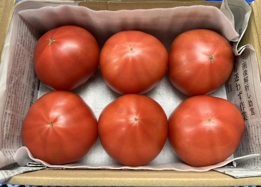 【歳末300円オフセール‼️】びっくりサイズ❗️朝採り完熟トマト