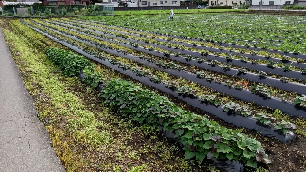 5kg税別2200円！2ヶ月熟成、焼けば密の滴る通称蜜芋と呼ばれる安納芋