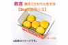 【新発売】厳選 園主こだわり土佐文旦3kg小玉【贈答用】 