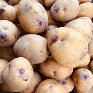 【送料無料‼️】農薬化学肥料不使用❗️　新じゃがインカのめざめ