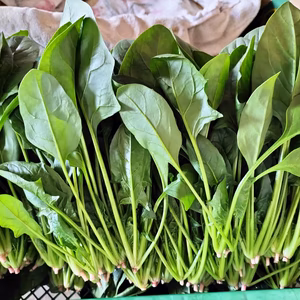 ほうれん草 新鮮！シャキ旨！