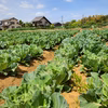 春キャベツまるごとパウダー 食物繊維を届ける 春キャベツまるごと粉末に 茨城県産