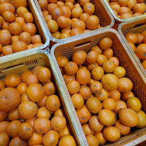 きよみオレンジ『サイズ混合』5kg（箱込）80