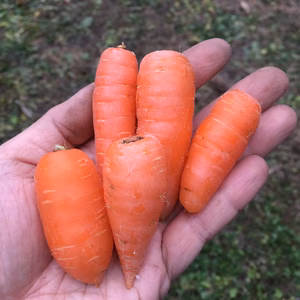 小さい人参　土付き
