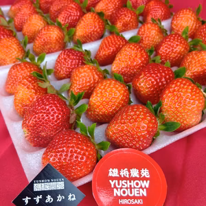 これからが旬！20玉2パック！夏秋いちご　青森県産　すずあかね　苺　夏いちご