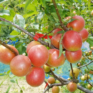 2025年みなべ町から　露茜　幻の赤い梅　紀州本庄うめよしです
