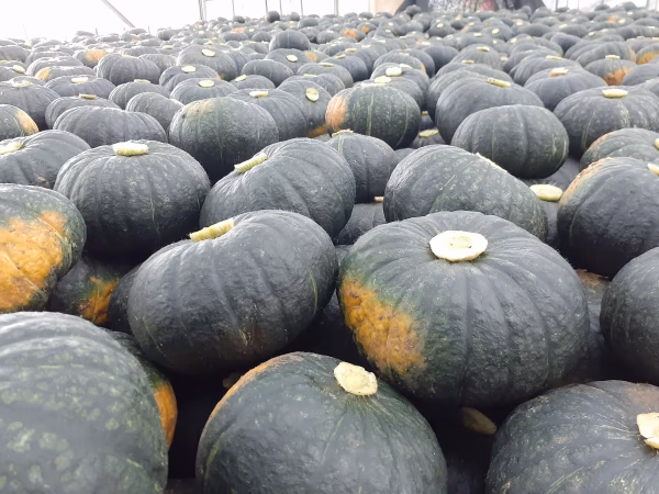 【予約商品】JGAP認証農場のふらの産かぼちゃ『くりゆたか』