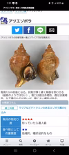 面倒な下処理が必要無し   主婦の味方【下処理済タコツブ剥き身】1キロ入り