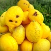 The citrus【Dandy LEMON】ダンディレモン