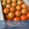【夏ギフト 8月中旬以降出荷分】今年はトマトを贈りませんか♪　高糖度トマト贈答用