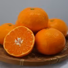 【予約】コクのある甘さ！早生みかん １1月20日より順次発送