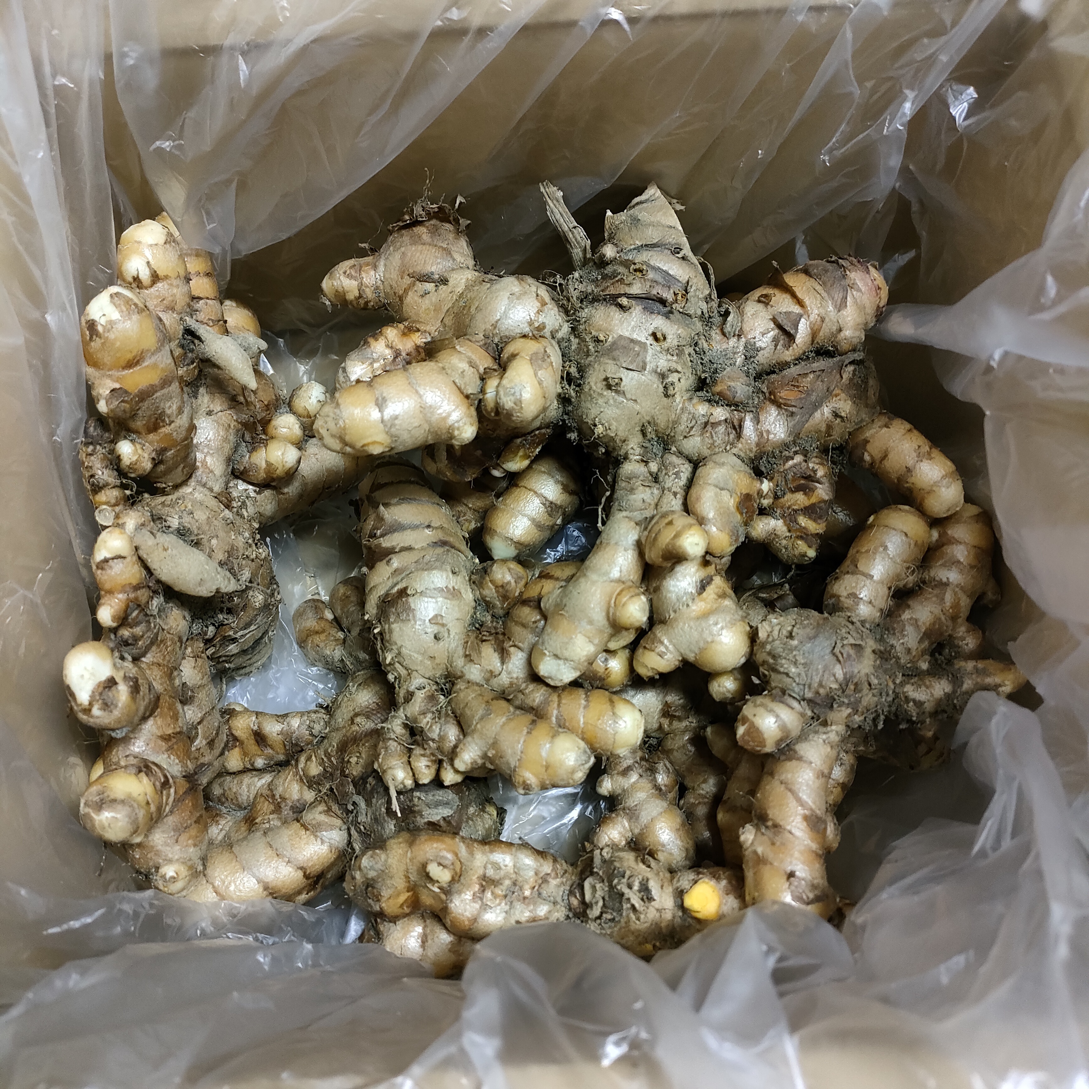 ウコン：秋ウコン（ターメリック）500g入り の通販 | 園芸ネット