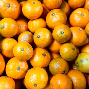 【福袋2026】島育ちみかん食べ比べセット☆温州みかん2種＋オマケつき☆