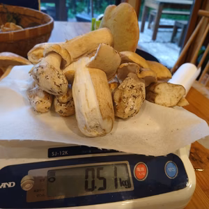 ◆早い者勝ち◆ニセコ産天然生ポルチーニ茸B品