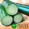 【スムージーにもおすすめ】家庭用６袋《無化学肥料》きゅうり＠宮崎県