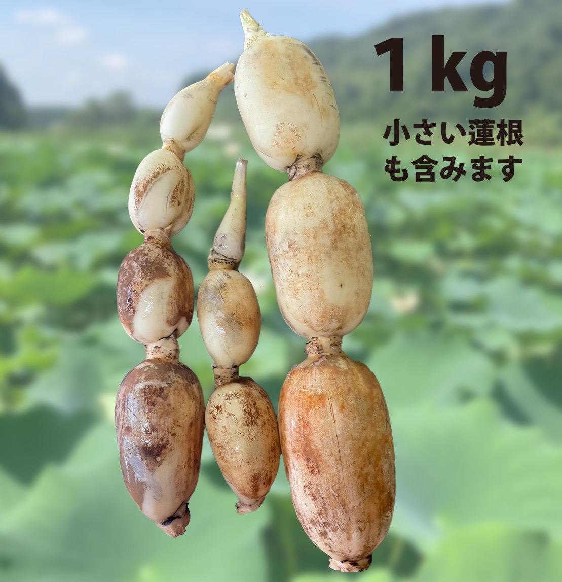 無農薬・無施肥の自然栽培のれんこん｜れんこんの商品詳細｜ポケット