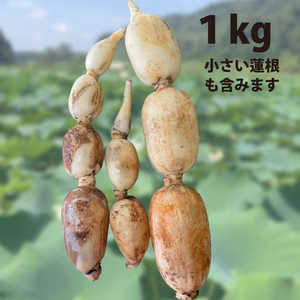 無農薬・無施肥の自然栽培のれんこん