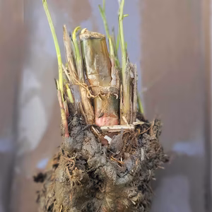 奈良県産・マコモ(マコモダケ)の苗大（農薬不使用・化学肥料不使用）