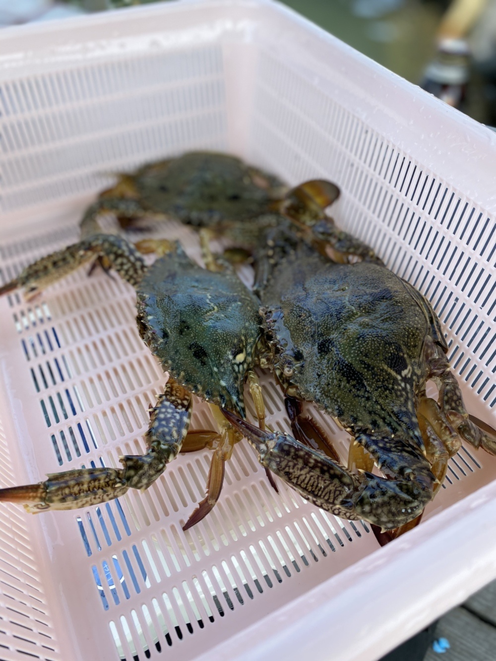 早い者勝ち カンジャンケジャン可メス3杯で600g 農家漁師から産地直送の通販 ポケットマルシェ