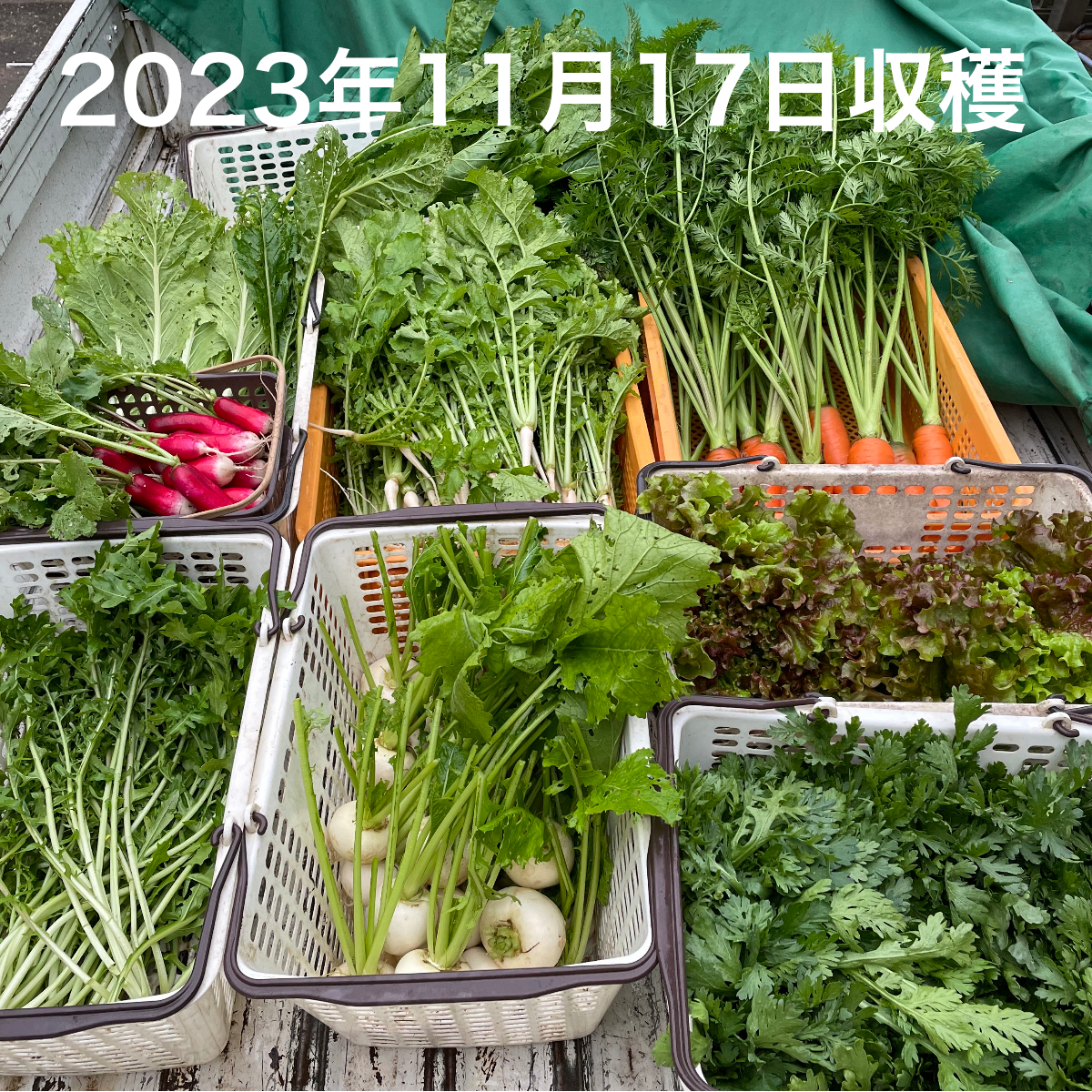 【専用】無肥料 無農薬 秀さんの人参 など２品 無肥料 無農薬 秀さんの人参(約2 7kg) いやしの野菜 北海道で20