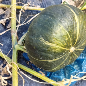 ブラックのジョー 漆黒の栗カボチャ(かぼちゃ、南瓜)