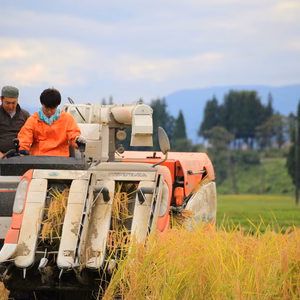 10月1日（土）お土産付】稲刈り体験【稲刈り機の乗車体験も