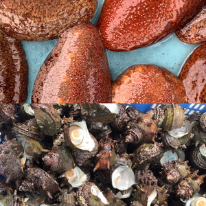 天然物ナマコ1キロ&サザエ1キロセット